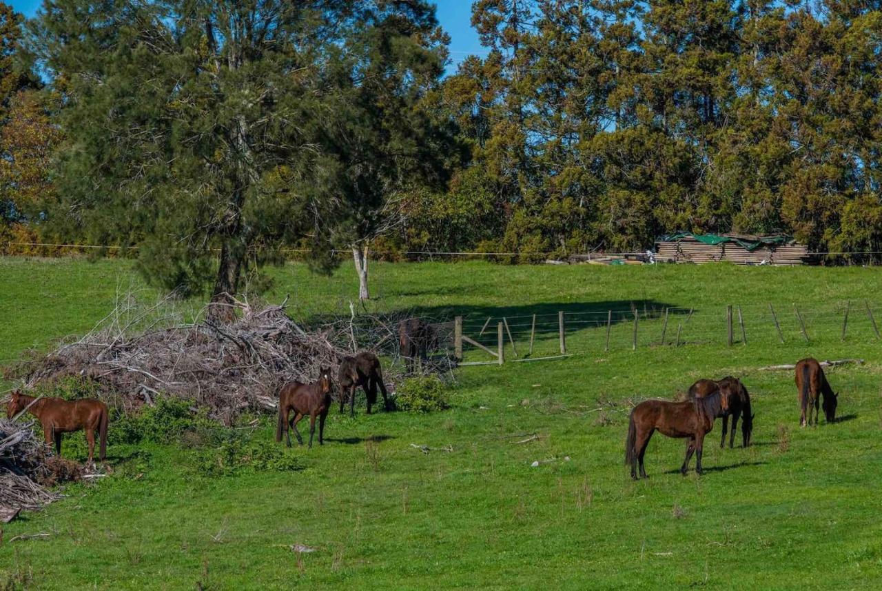 Cosy Lifestyle Cottage Perfect Getaway Pukekohe Eksteriør bilde